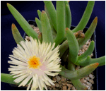 CYLINDROPHYLLUM (ЦИЛИНДРОФИЛЛУМ) 8 Cylindrophyllum comptonii