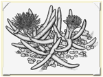 CYLINDROPHYLLUM (ЦИЛИНДРОФИЛЛУМ) 9 CYLINDROPHYLLUM (ЦИЛИНДРОФИЛЛУМ) | 5