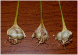 BOOPHONE (БООФОНЕ) 10 Boophone disticha ripe seed heads by amarguy.