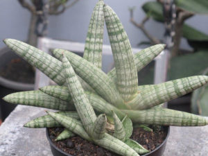 SANSEVIERIA