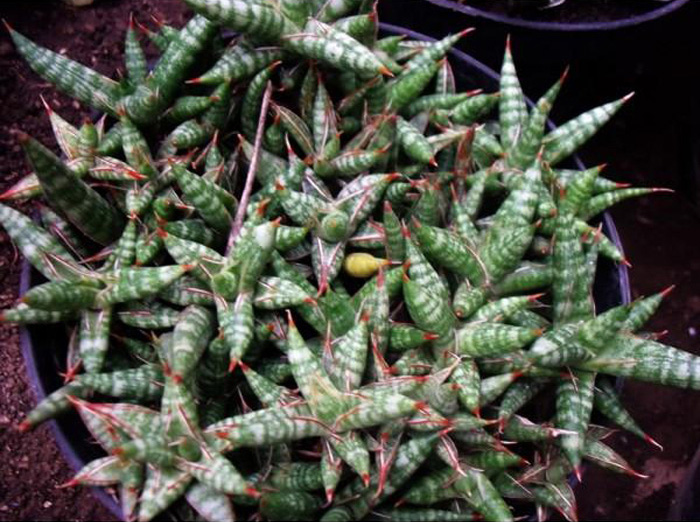 SANSEVIERIA 2 SANSEVIERIA | 2