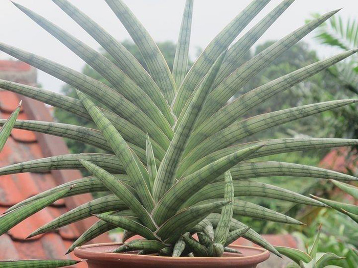 SANSEVIERIA | 10