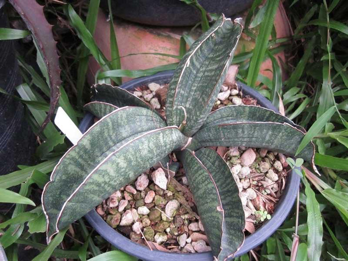 SANSEVIERIA | 11