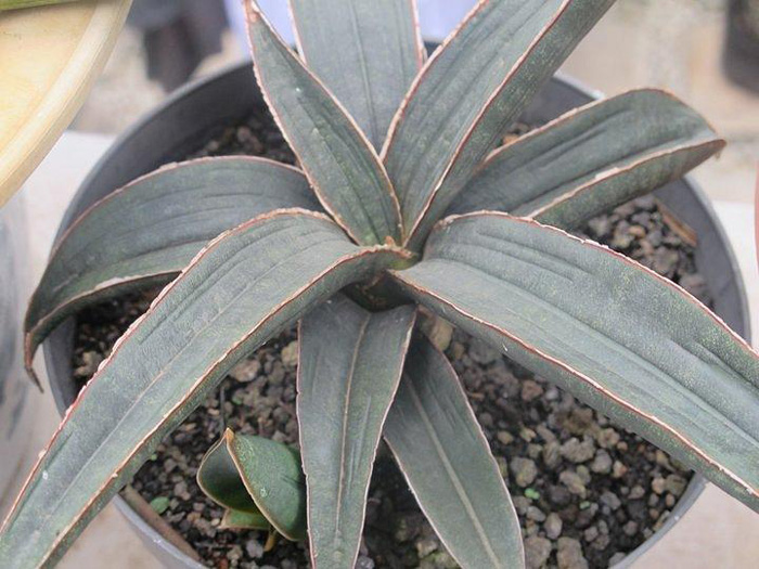 SANSEVIERIA | 12