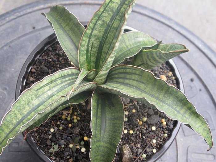 SANSEVIERIA | 13