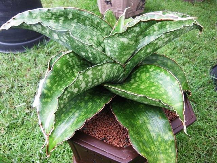 SANSEVIERIA | 14