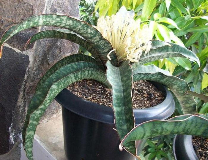 SANSEVIERIA | 15