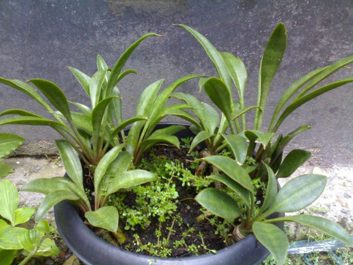 SANSEVIERIA | 16