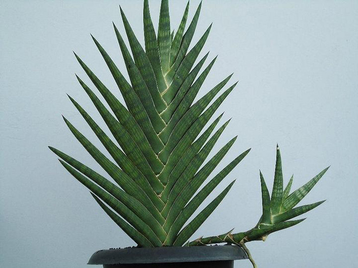 SANSEVIERIA 17 SANSEVIERIA | 17
