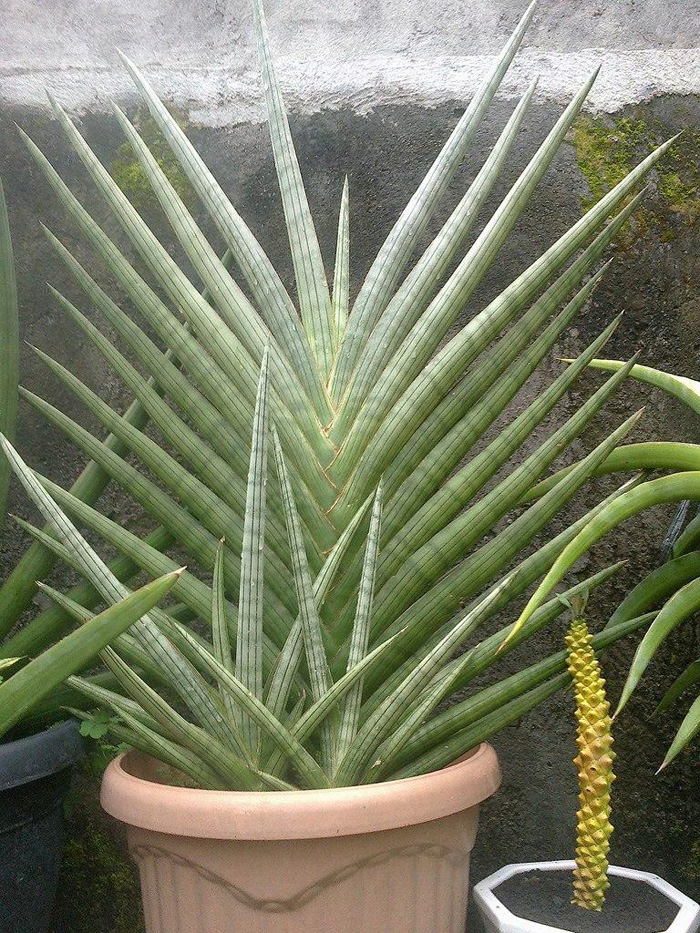 SANSEVIERIA | 18