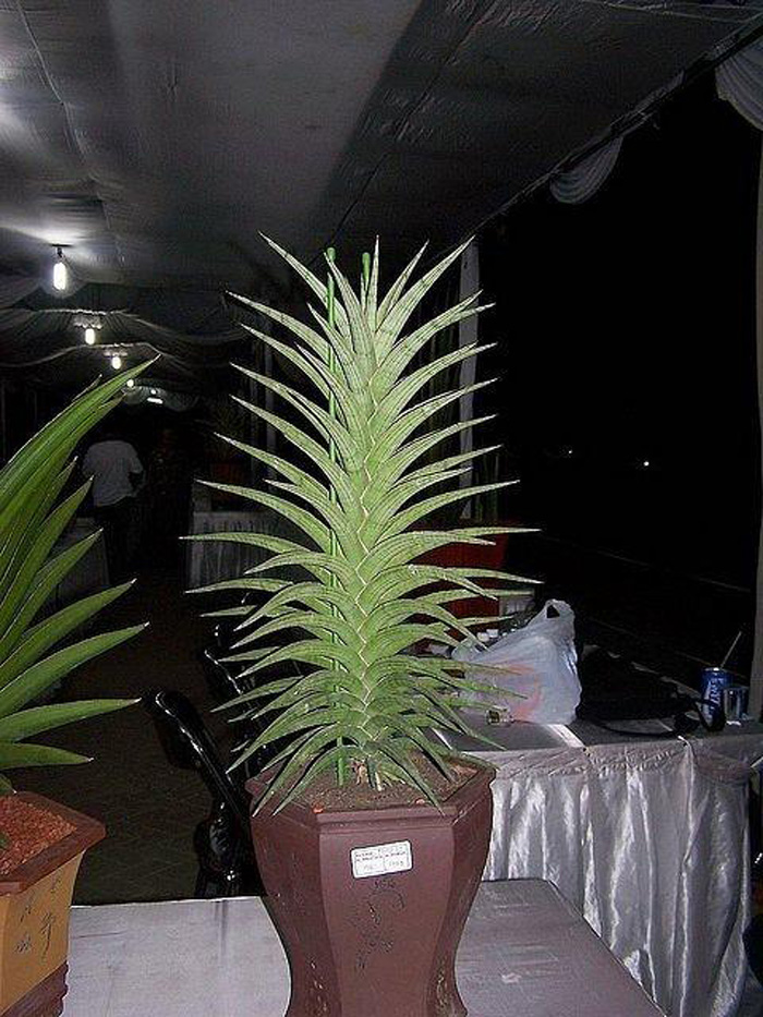 SANSEVIERIA | 19