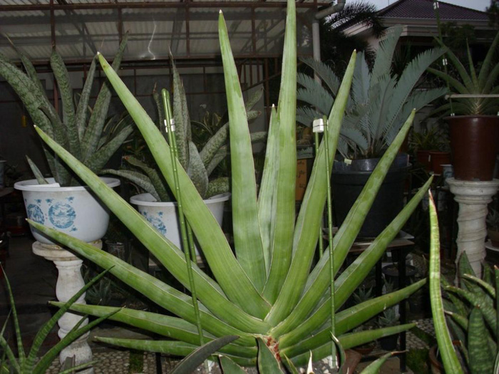 SANSEVIERIA | 20