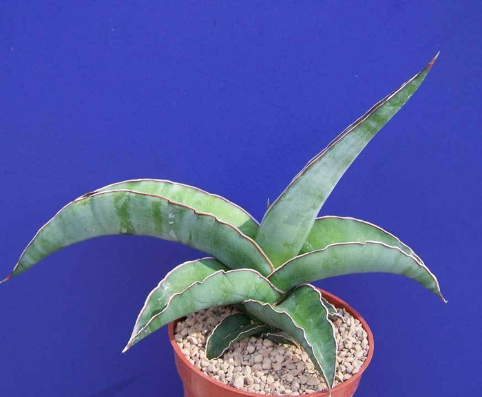 SANSEVIERIA | 21