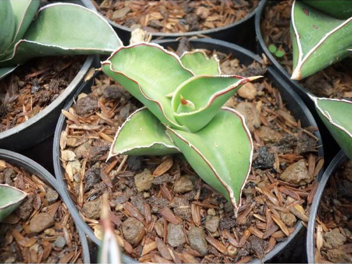 SANSEVIERIA | 22