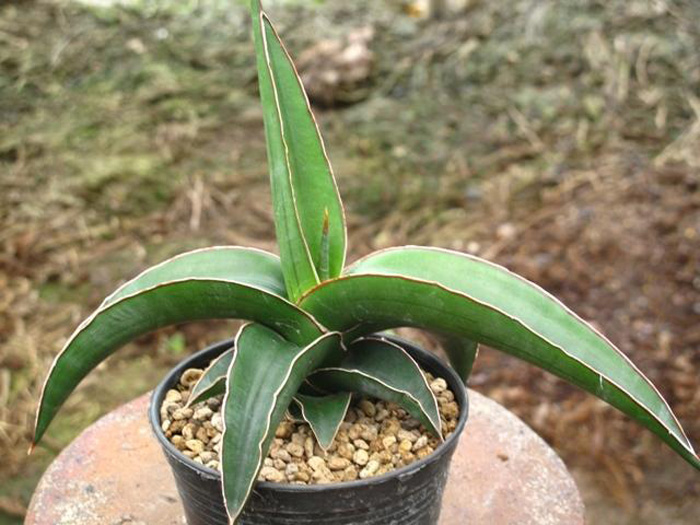SANSEVIERIA | 23
