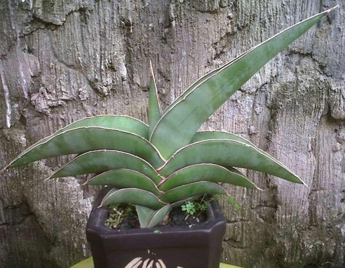 SANSEVIERIA | 24