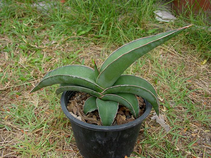 SANSEVIERIA 25 SANSEVIERIA | 25