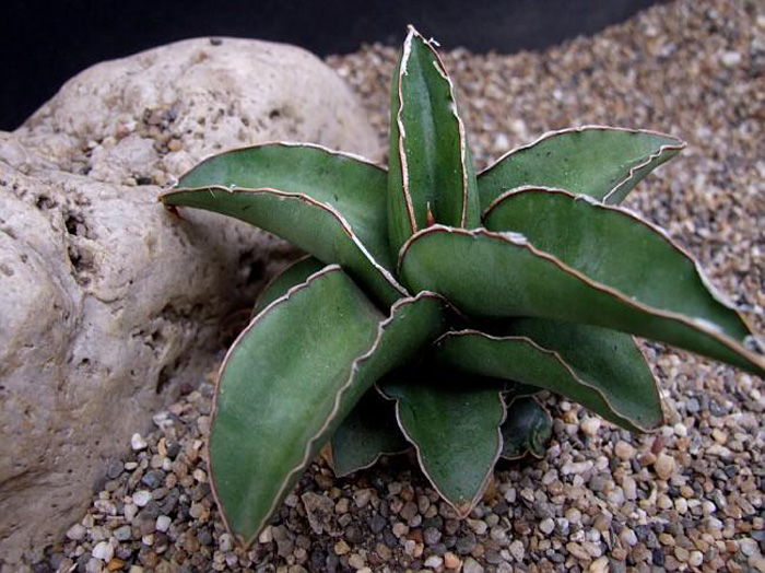 SANSEVIERIA 26 SANSEVIERIA | 26