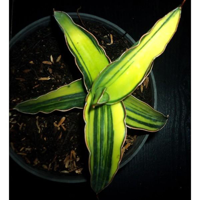 SANSEVIERIA 27 SANSEVIERIA | 27
