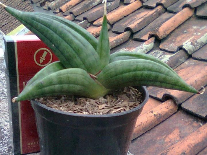 SANSEVIERIA | 3