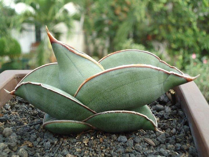 SANSEVIERIA | 4