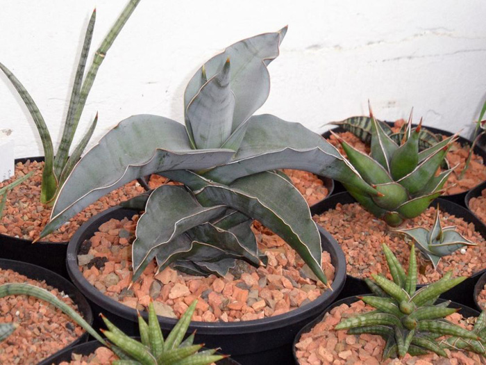 SANSEVIERIA | 5