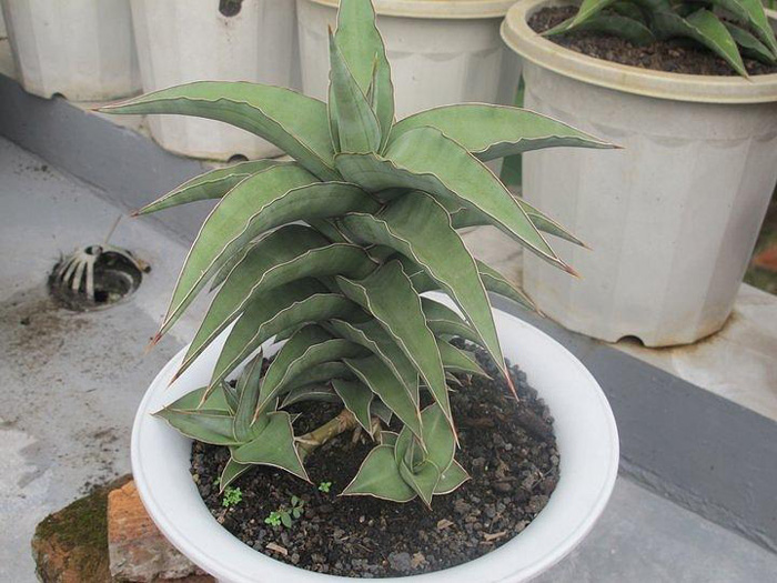 SANSEVIERIA | 6