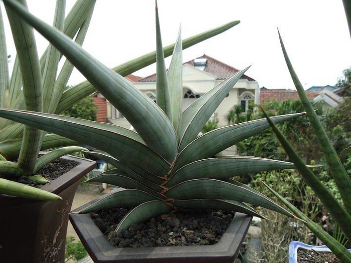 SANSEVIERIA | 7