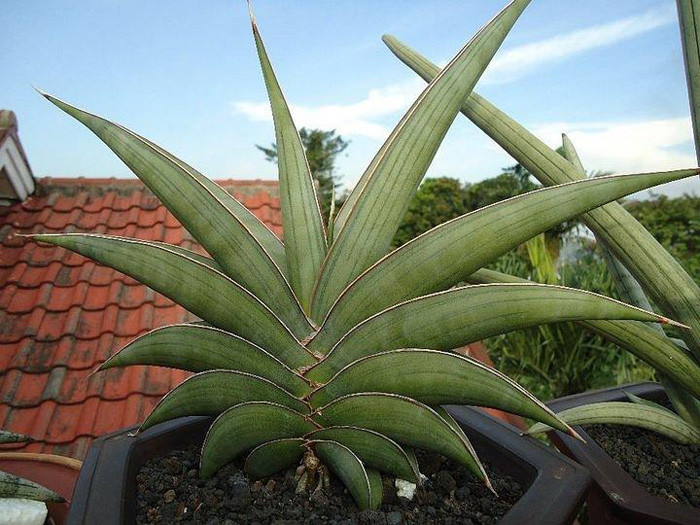 SANSEVIERIA | 8