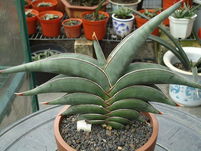 SANSEVIERIA | 9