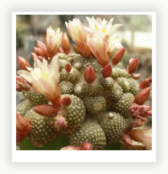 СПЕЦИФИЧЕСКИЕ ЧЕРТЫ РОДА BLOSSFELDIA ИЗ СЕМЕЙСТВА CACTACEAE