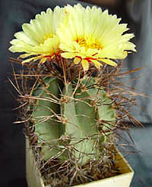Astrophytum senile Fric 1923