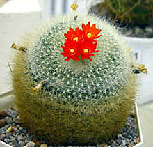 Brasilicactus haselbergii (Haage & Rump.1885) Backeb. & Sch.1942
