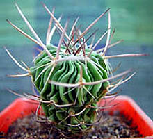 Echinofossulocactus gladiatus (LK. & Oehme 1827) Lawrense 1841