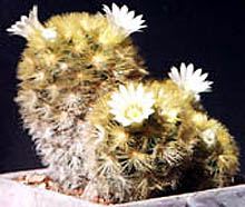 Mammillaria carmenae Castaneda & Nunez 1953