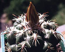 Coryphantha unicornis Boedeker 1928