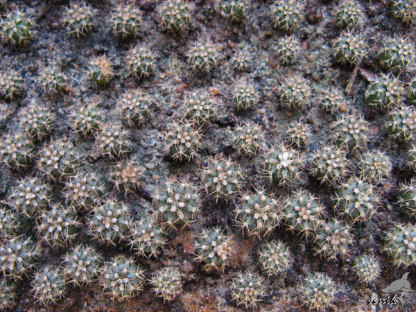 MELOCACTUS MATANZANUS В КОМНАТНОЙ КУЛЬТУРЕ 7 MELOCACTUS MATANZANUS В КОМНАТНОЙ КУЛЬТУРЕ | 7
