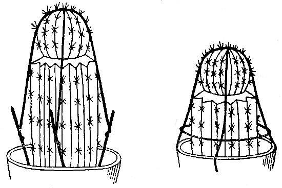 ПРИВИВКА 2 Рис. 2. Способы наложения повязки