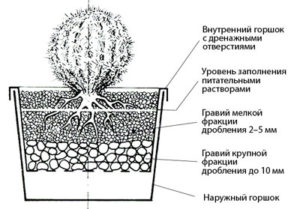НЕСТАНДАРТНЫЕ СУБСТРАТЫ ДЛЯ ВЫРАЩИВАНИЯ СУККУЛЕНТОВ