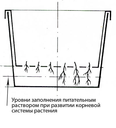 НЕСТАНДАРТНЫЕ СУБСТРАТЫ ДЛЯ ВЫРАЩИВАНИЯ СУККУЛЕНТОВ 2 НЕСТАНДАРТНЫЕ СУБСТРАТЫ ДЛЯ ВЫРАЩИВАНИЯ СУККУЛЕНТОВ | 2