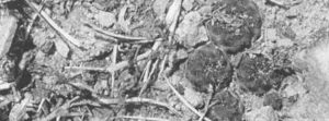 МАЛЕНЬКИЙ, ЭФФЕКТНЫЙ И ОЧЕНЬ ПРИВЛЕКАТЕЛЬНЫЙ КАКТУС Sulcorebutia rauschii G. Frank