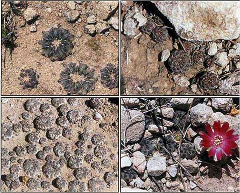 МАЛЕНЬКИЙ, ЭФФЕКТНЫЙ И ОЧЕНЬ ПРИВЛЕКАТЕЛЬНЫЙ КАКТУС Sulcorebutia rauschii G. Frank | 2