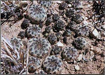 МАЛЕНЬКИЙ, ЭФФЕКТНЫЙ И ОЧЕНЬ ПРИВЛЕКАТЕЛЬНЫЙ КАКТУС Sulcorebutia rauschii G. Frank | 3