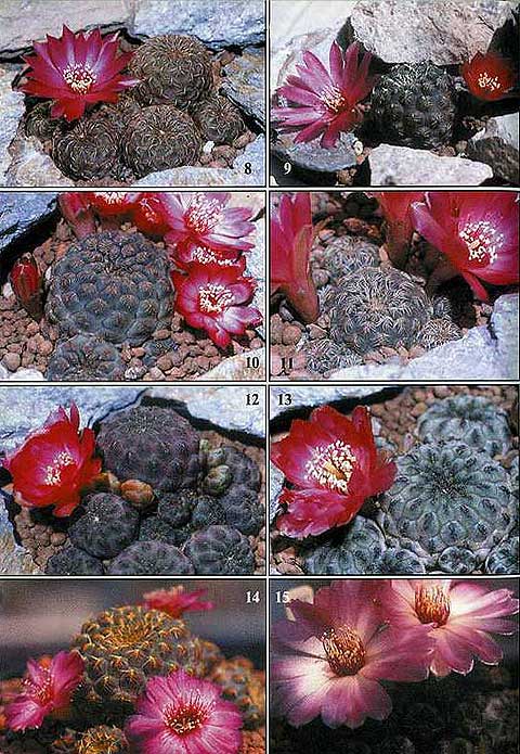 МАЛЕНЬКИЙ, ЭФФЕКТНЫЙ И ОЧЕНЬ ПРИВЛЕКАТЕЛЬНЫЙ КАКТУС Sulcorebutia rauschii G. Frank | 4