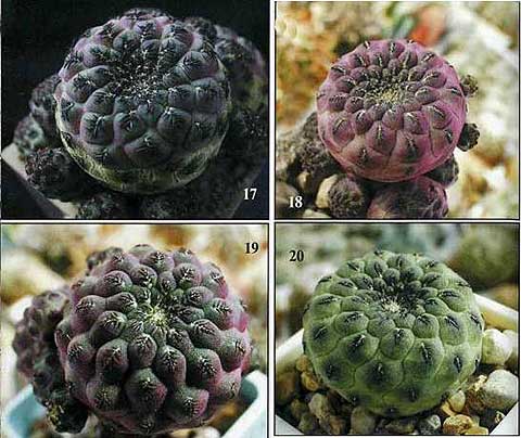МАЛЕНЬКИЙ, ЭФФЕКТНЫЙ И ОЧЕНЬ ПРИВЛЕКАТЕЛЬНЫЙ КАКТУС Sulcorebutia rauschii G. Frank | 6