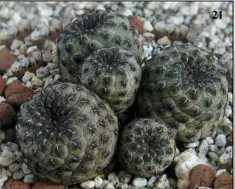 МАЛЕНЬКИЙ, ЭФФЕКТНЫЙ И ОЧЕНЬ ПРИВЛЕКАТЕЛЬНЫЙ КАКТУС Sulcorebutia rauschii G. Frank | 7