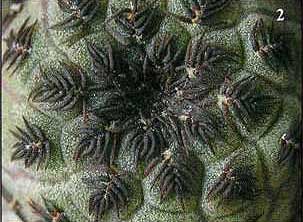МАЛЕНЬКИЙ, ЭФФЕКТНЫЙ И ОЧЕНЬ ПРИВЛЕКАТЕЛЬНЫЙ КАКТУС Sulcorebutia rauschii G. Frank | 10