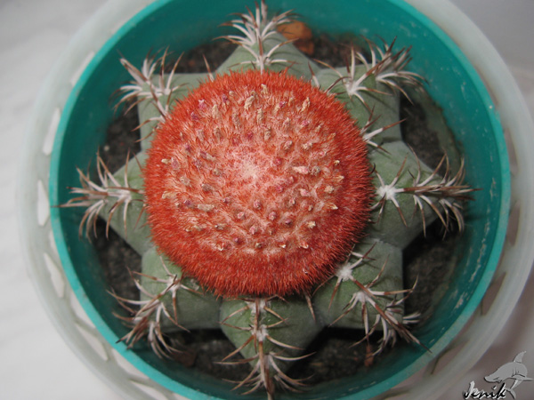 MELOCACTUS MATANZANUS В КОМНАТНОЙ КУЛЬТУРЕ 2 MELOCACTUS MATANZANUS В КОМНАТНОЙ КУЛЬТУРЕ | 2