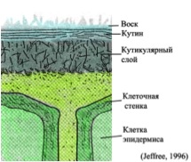 КАКТУСЫ И ВОДА | 2