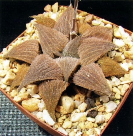 Haworthia bobii Hayashi (Х. Бобе)